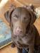 CBR 5 months; beautiful AKC registered puppy