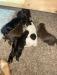 Full litter