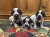 3 Males