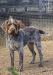 Dusty - Sire