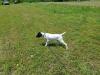 Epic as a six month old puppy was started on Birds