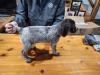 High Island Wirehairs female