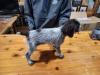 High Island Wirehairs Female