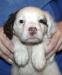 We also have several young pups besides this pup. Check them out on our Puppies available webpage https://mvsetters.com/pupsavailable.html