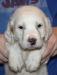 We also have several young pups besides this pup. Check them out on our Puppies available webpage https://mvsetters.com/pupsavailable.html