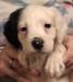 We also have several young pups besides this pup. Check them out on our Puppies available webpage https://mvsetters.com/pupsavailable.html