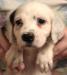 We also have several young pups besides this pup. Check them out on our Puppies available webpage https://mvsetters.com/pupsavailable.html