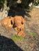 Sunbathing and chewing on sticks is a favorite activity.