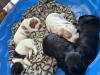 December 26 Roxy Litter
