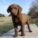 10 wks female 800