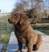 8 wks female 900