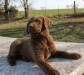 9 wks female 900