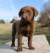 9 wks female 900