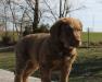 9 wks female 900