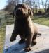 5 wks female 900