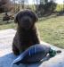 5 wks male 1200