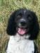Sire: Morgan