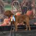 Grand-dam
INTCH Ak-9's Wildhorse Mysterious Rumour Of Wyndham TKA FITS CGCA CGCU VHMA