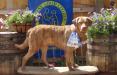 Grandsire-
Black Devil's Cato Fong TKI CGCA CGCU VHMA
A son of Thompson's Marbled Texas Dust Dancer CGC and service dog Wyndham's Choriambic Cypher TKN CGCA CGCU