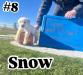 Yellow Male:   Snow
6weeks