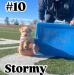 Yellow Female: Stormy