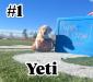 Yellow Male: Yeti