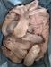 newborn 4 males 4 females