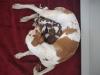 Beatrice and her puppies