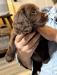 Liver female, “Brisket” - $2500