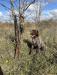 Public land pheasant 