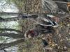 Miley 2024 waterfowl season