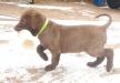 Yellow collar male 