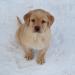Male puppy, Lenny.