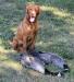 Sire, professional guide for upland and waterfowl 
