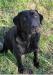Dam, professional guide dog for upland and waterfowl 
