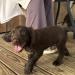 “Ralph” - Male, $3000