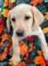 Yellow Female-Winter
7weeks
