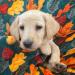 Yellow Male: Summit
7weeks