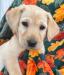 Yellow Male- YETI
7weeks