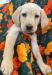 Yellow Female: Glacier
7weeks