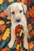 Yellow Female: Stormy
7weeks