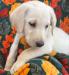Yellow Male: Flurry
7weeks