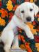 Yellow Male: Snow
7 weeks
