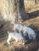 3 of the pups