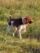 Moose, sire