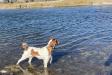 AKC Freckles On Mudge expecting May 1