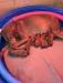 Mama (Daisy) and pups
