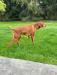 Daisy - always on the hunt