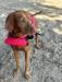 Daisy loves outdoor sports, including relaxing on the kayak with me.