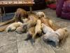 Ginger and her puppies 